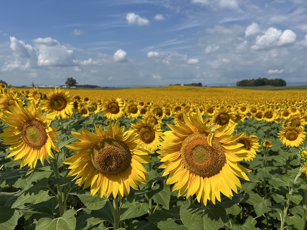 a large field of sunflowers with a blue sky in the background