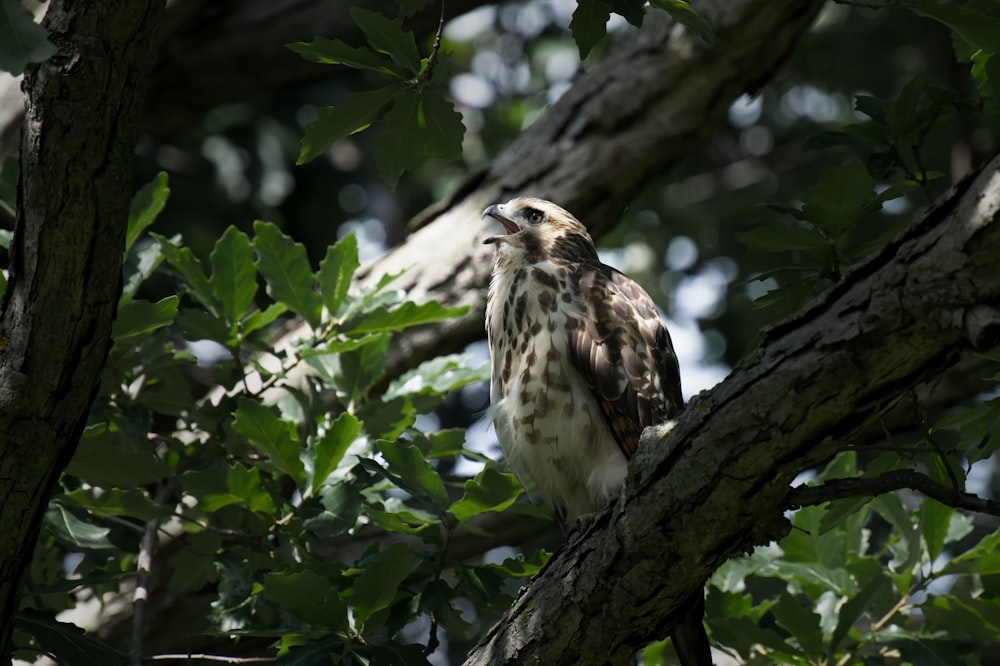 a hawk perched on a tree branch in a forest