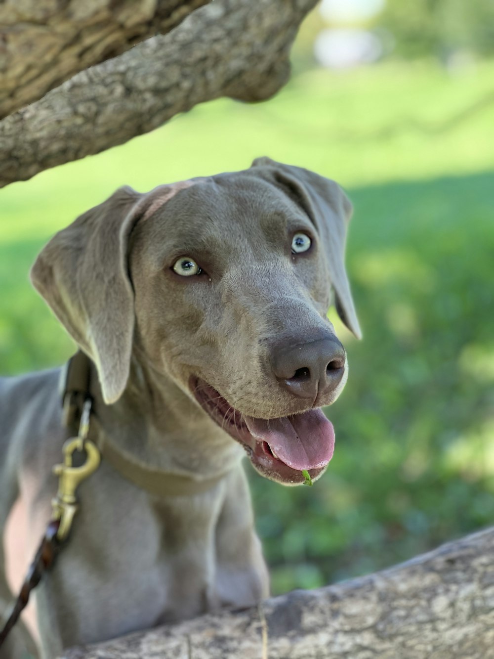 a gray dog with a leash on a tree branch