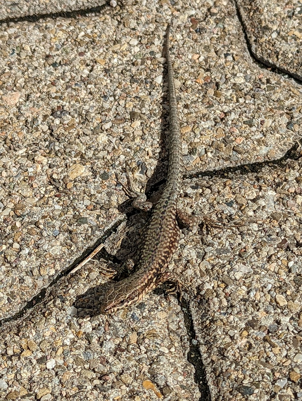 a lizard sitting on the ground in the sun