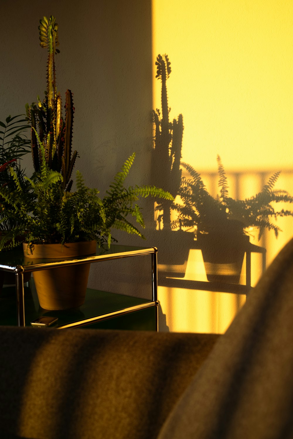 a potted plant sitting on top of a wooden table