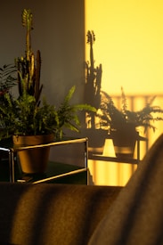 The image captures a sunlit room with shadows of plants cast on a yellow wall. There is a metal shelf or table holding a brown potted plant with green foliage. The surrounding environment appears warm and cozy, enhanced by the soft sunlight streaming in.