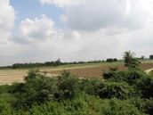 A vast landscape of agricultural fields extends into the distance. The foreground features dense green shrubs and a single palm tree, while the background displays flat, tilled fields. A row of trees lines the horizon under a sky filled with fluffy, white clouds.