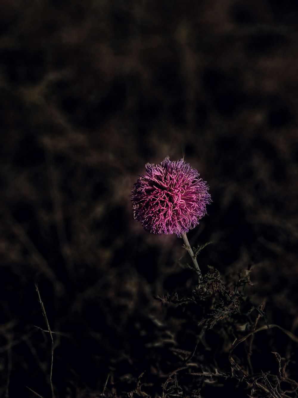夜の野原に咲く紫色の花