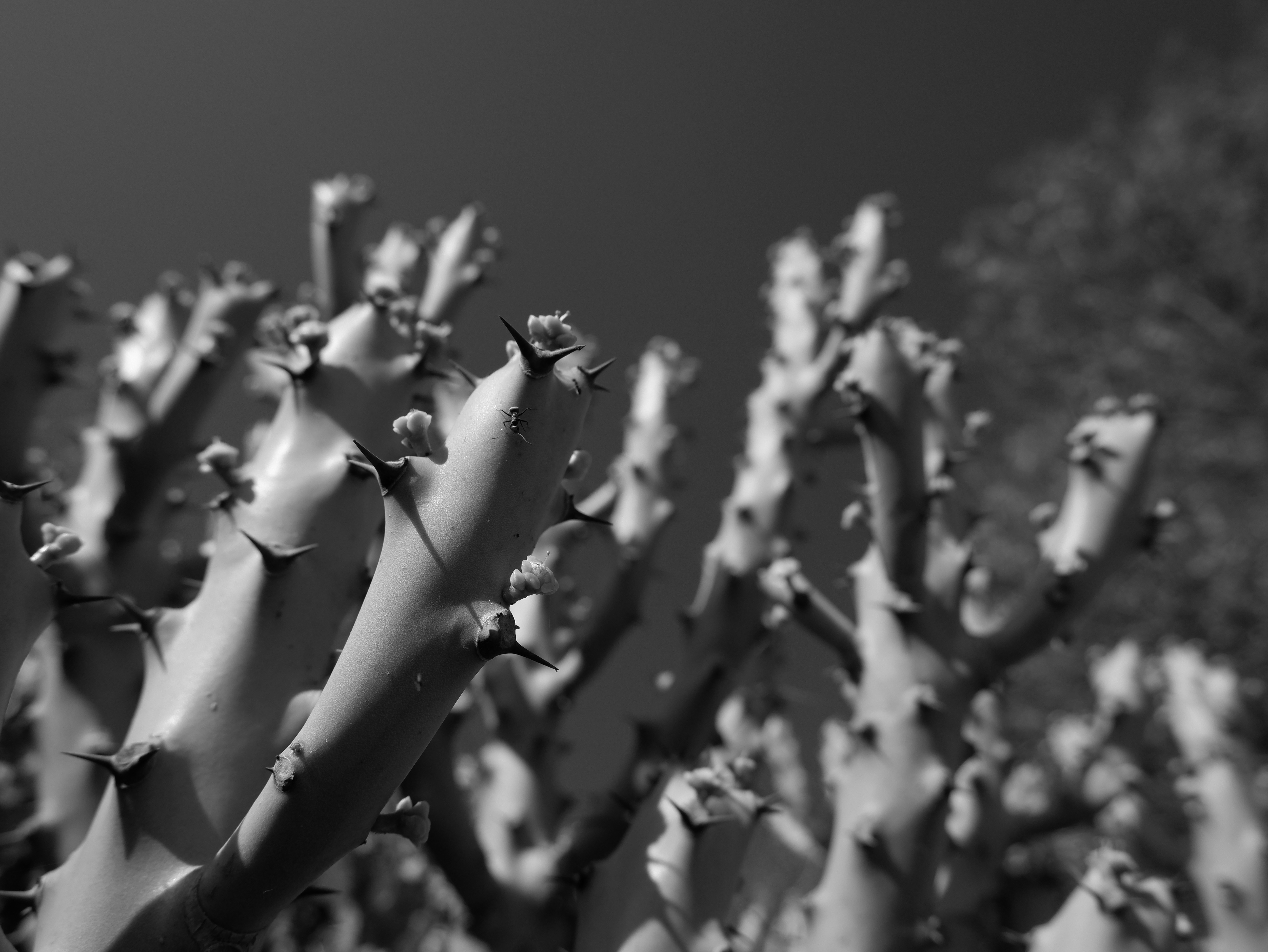 A map of West Asia showing key countries like Oman, Kuwait, and the conflict zone, highlighting India's strategic interests. The map should clearly label these countries and use subtle color coding to indicate the broader conflict zone versus India's diplomatic outreach areas.