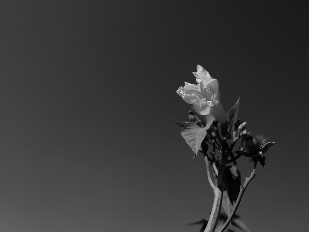 a black and white photo of a flower