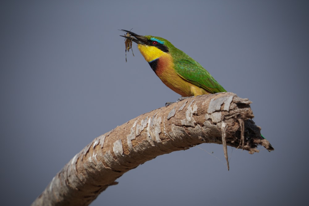 Un uccello colorato seduto sulla cima di un ramo dell'albero