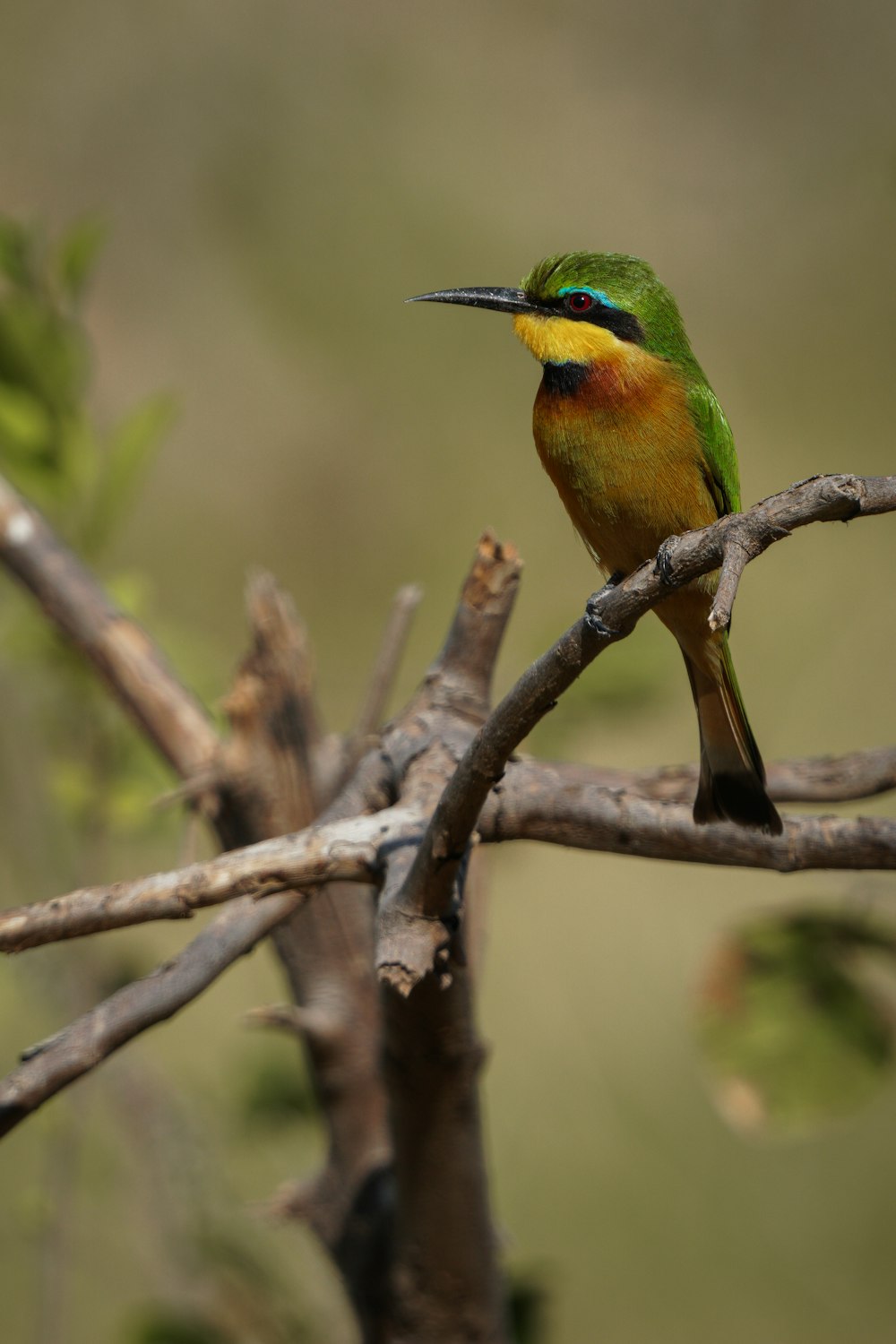 un uccello colorato seduto su un ramo di un albero