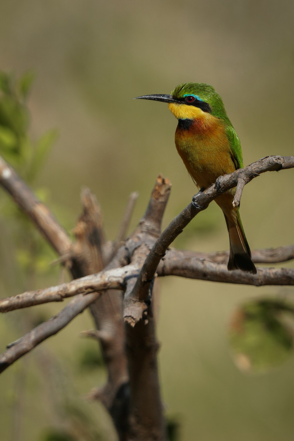 Un oiseau coloré assis sur une branche d’arbre