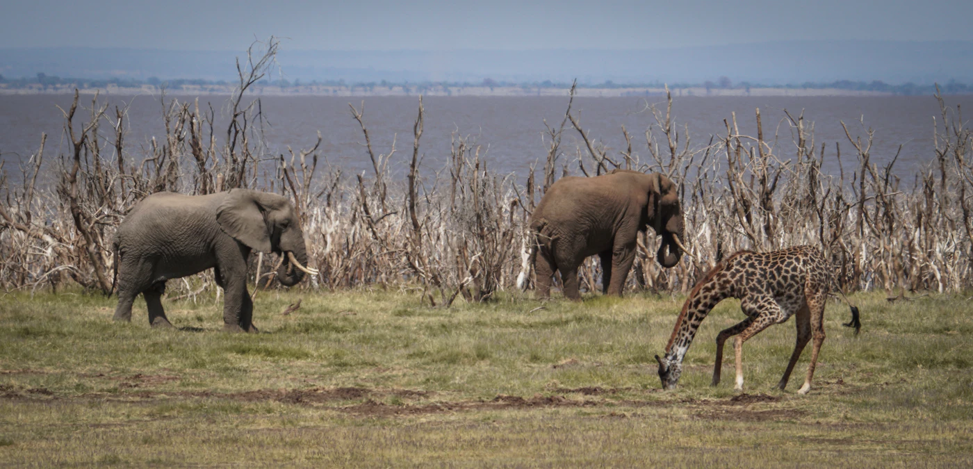 Two elephants and a giraffe standing together in an open field at dusk