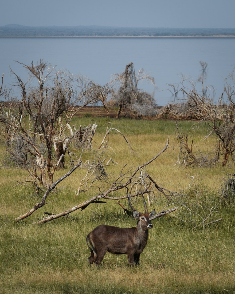 a deer standing in a field next to a body of water