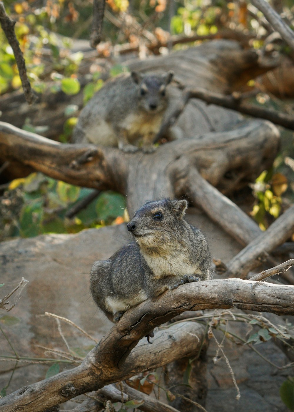 a small animal sitting on top of a tree branch