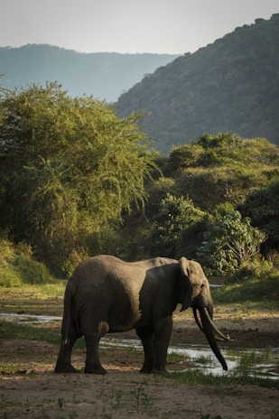 an elephant is standing in the grass near a body of water