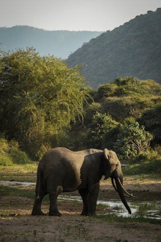 an elephant is standing in the grass near a body of water