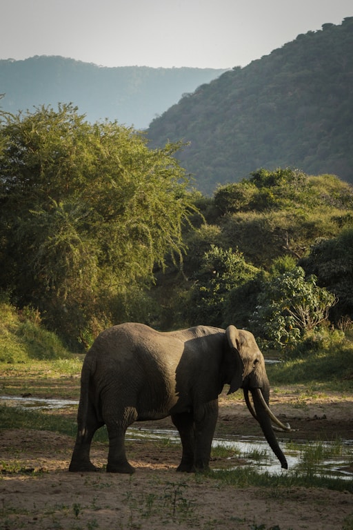 an elephant is standing in the grass near a body of water