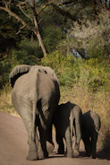 A family using the echosafari app near an elephant habitat.