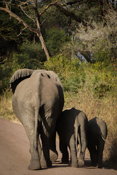 A family using the echosafari app near an elephant habitat.
