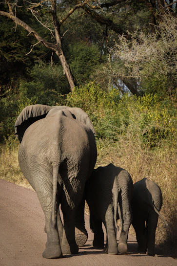 A family enjoying a zoo tour using echosafari audioguides, surrounded by lush greenery and curious animals.