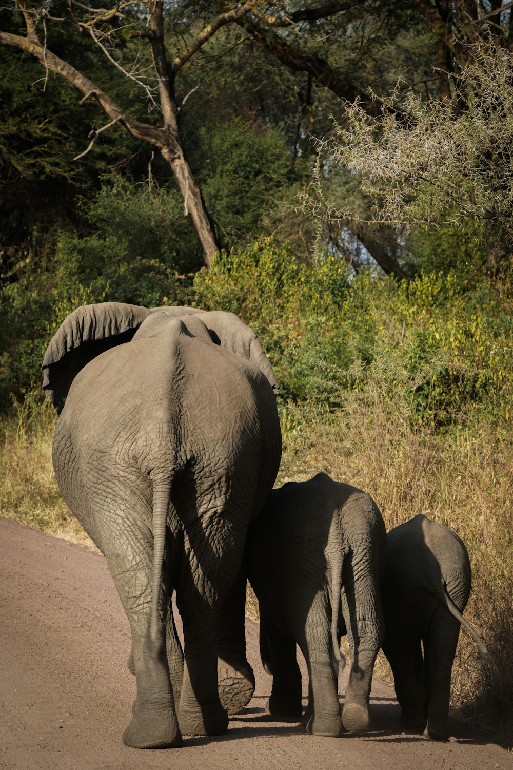 an adult elephant and a baby elephant walking down a road