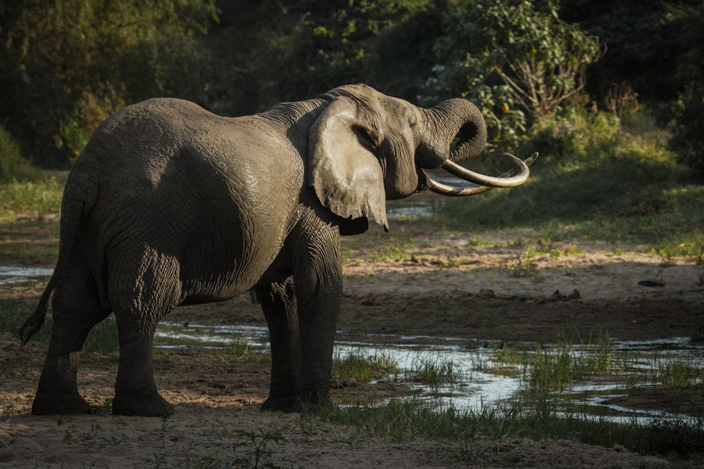 um elefante parado na sujeira perto de um corpo de água