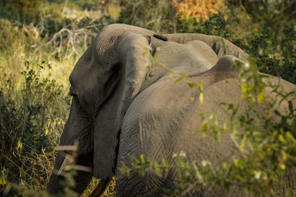 a couple of elephants that are standing in the grass