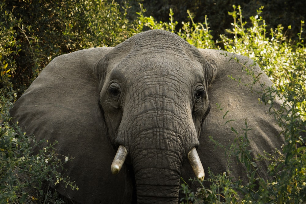 an elephant with tusks standing in the grass