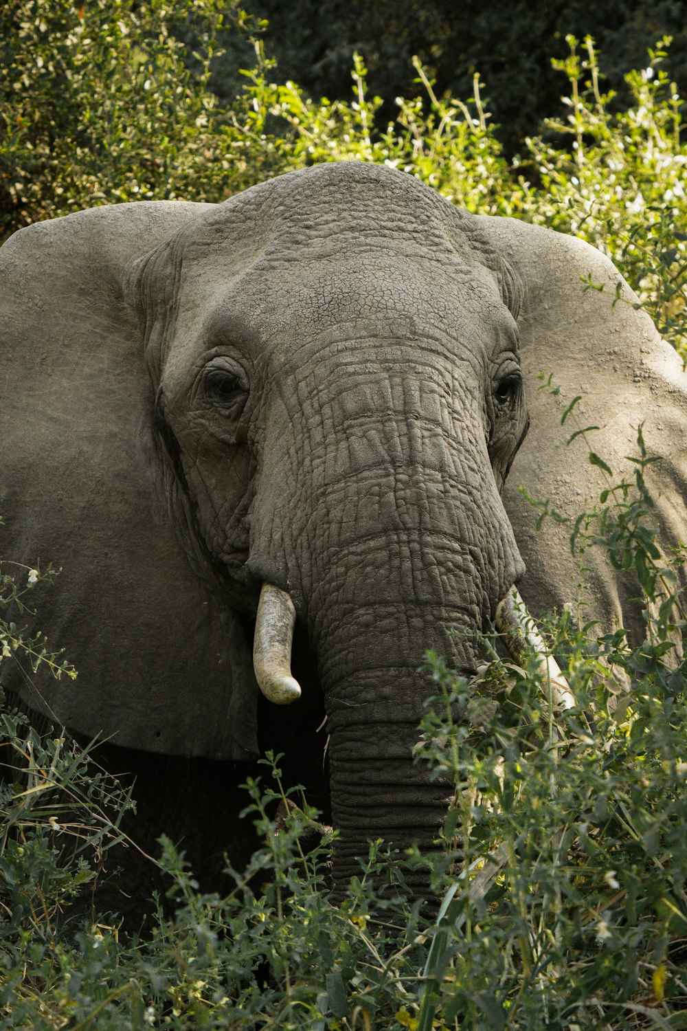 an elephant with tusks standing in a bush