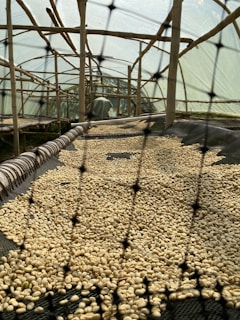 A drying rack filled with coffee beans is enclosed in a structure with bamboo supports and a translucent cover. The perspective is down the length of the greenhouse-like tunnel, emphasizing the textured surfaces and natural materials.