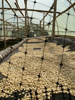 A drying rack filled with coffee beans is enclosed in a structure with bamboo supports and a translucent cover. The perspective is down the length of the greenhouse-like tunnel, emphasizing the textured surfaces and natural materials.