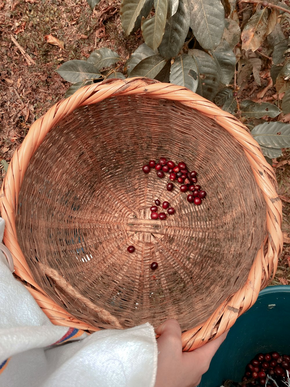 a person holding a basket with berries in it