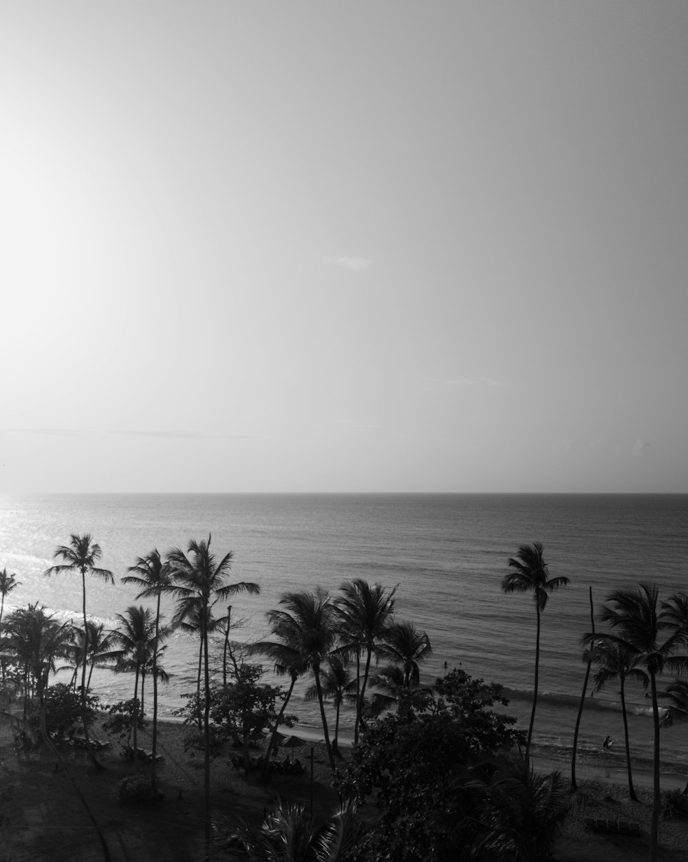 a black and white photo of a beach with palm trees