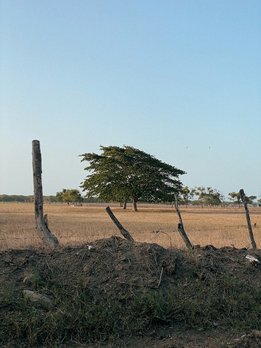 a giraffe standing next to a fence in a field