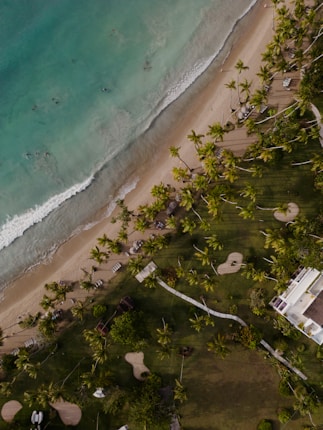 An aerial view of a beach lined with tall palm trees and a stretch of green grass. The sea extends from the top with gentle waves meeting the sandy shore. Scattered on the beach are several lounge chairs and umbrellas. A building near the bottom right is partially visible, surrounded by lush greenery.