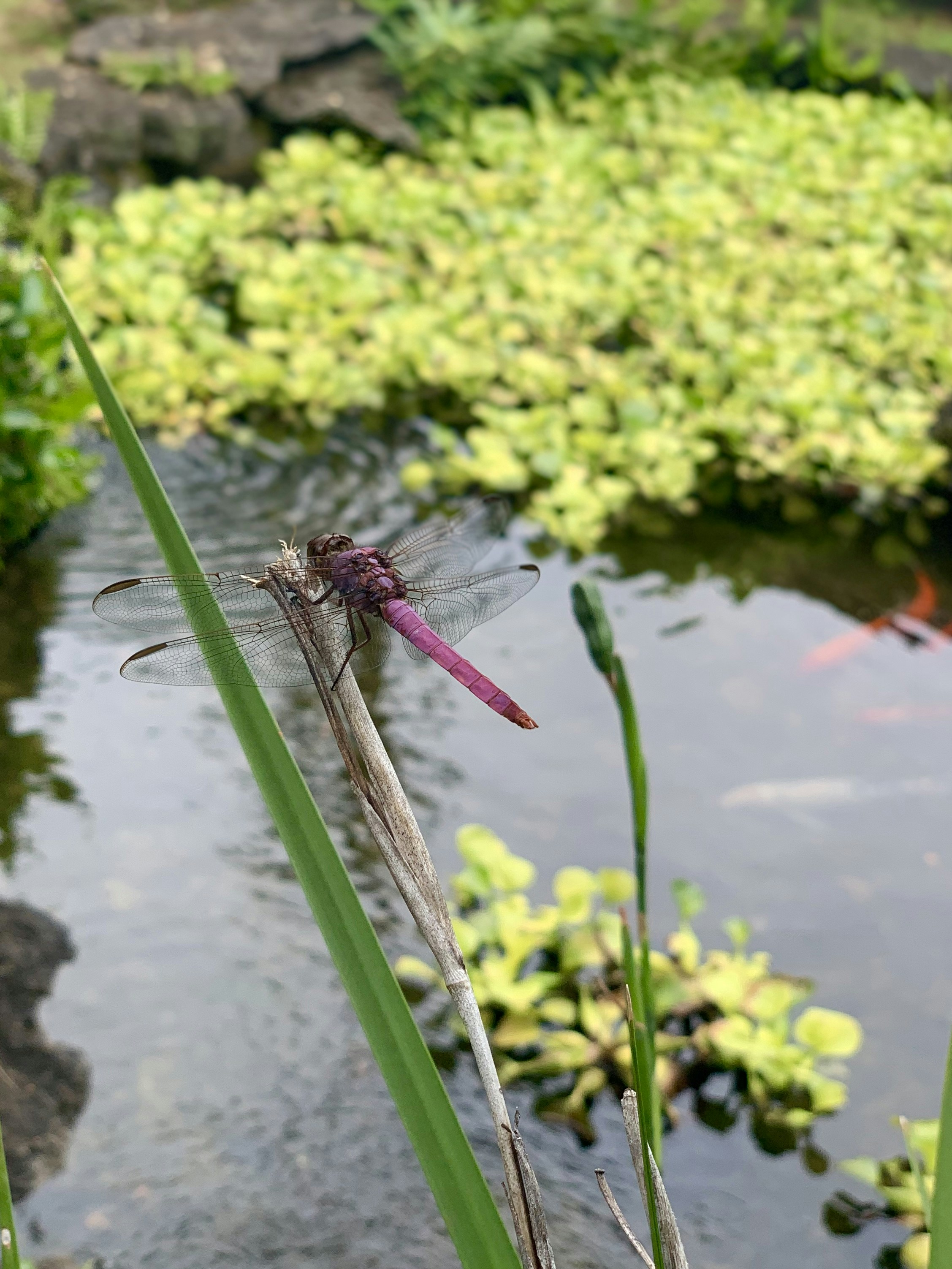 a purple dragonfly sitting on top of a green plant