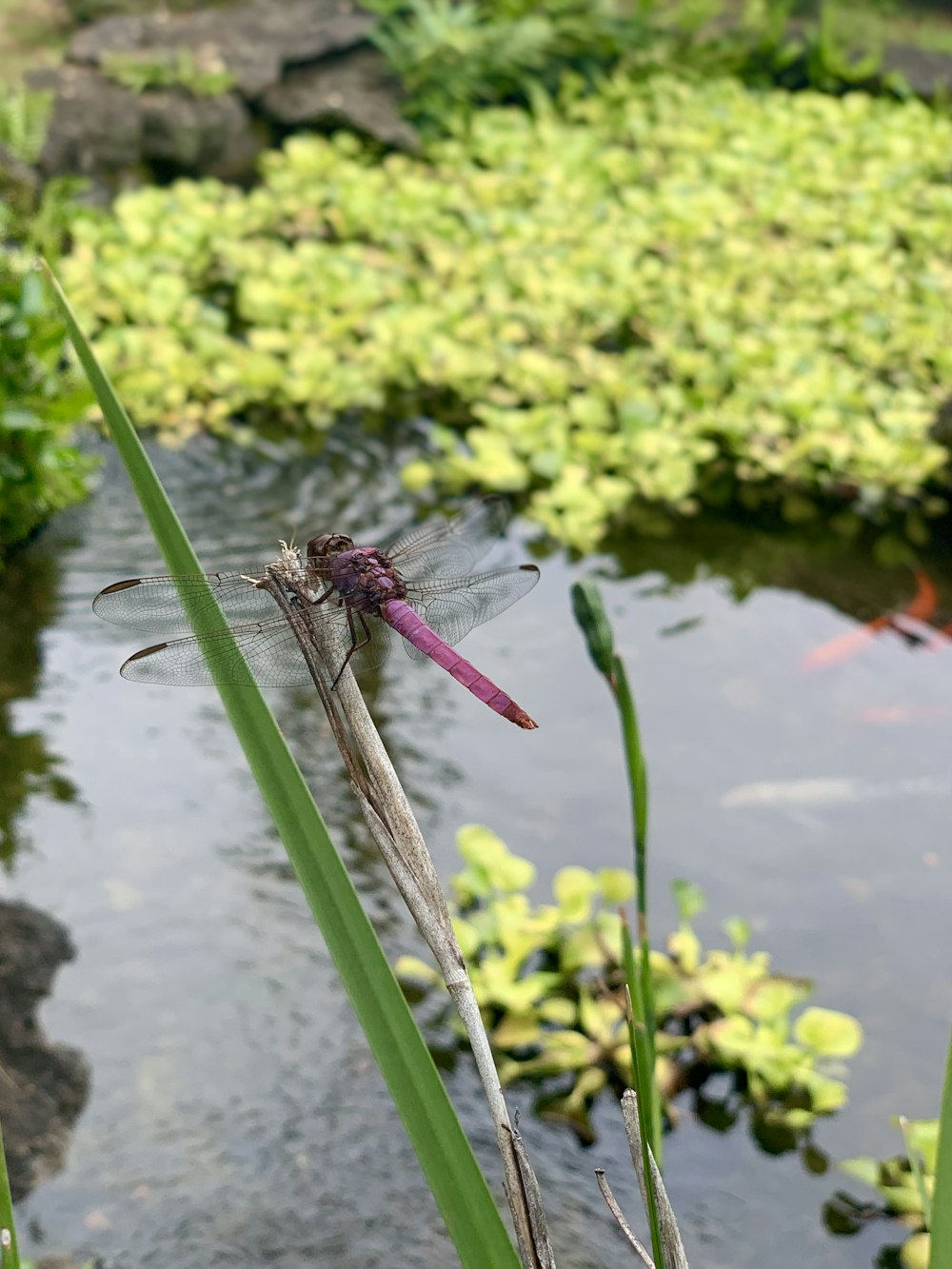 a purple dragonfly sitting on top of a green plant
