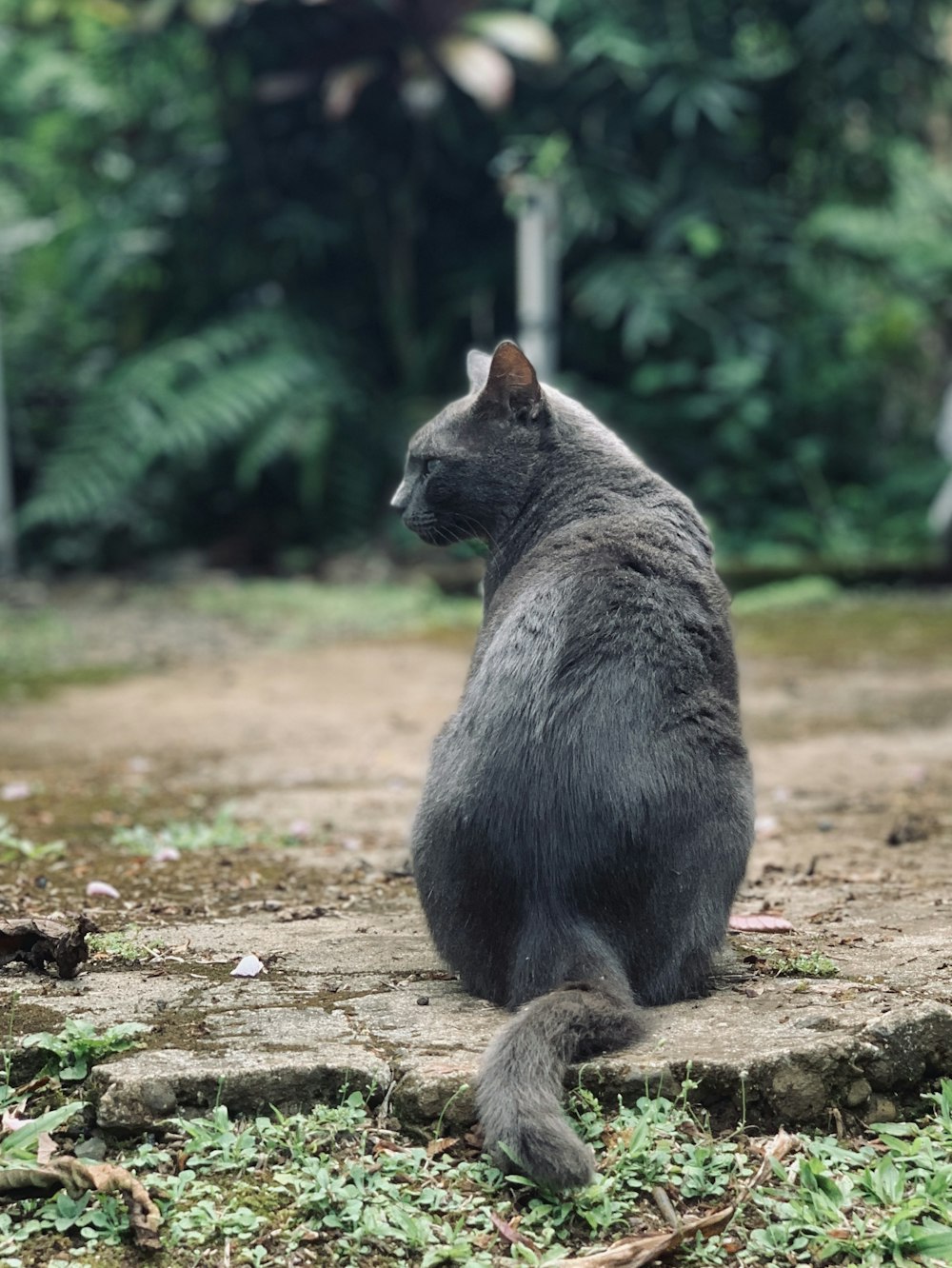 a gray cat sitting on top of a dirt road