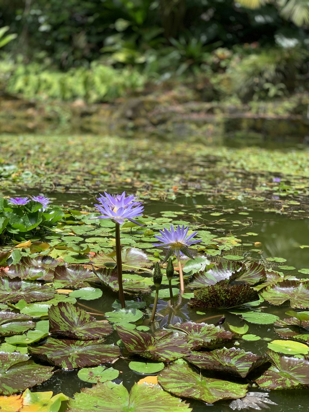 purple water lilies in a pond with lily pads