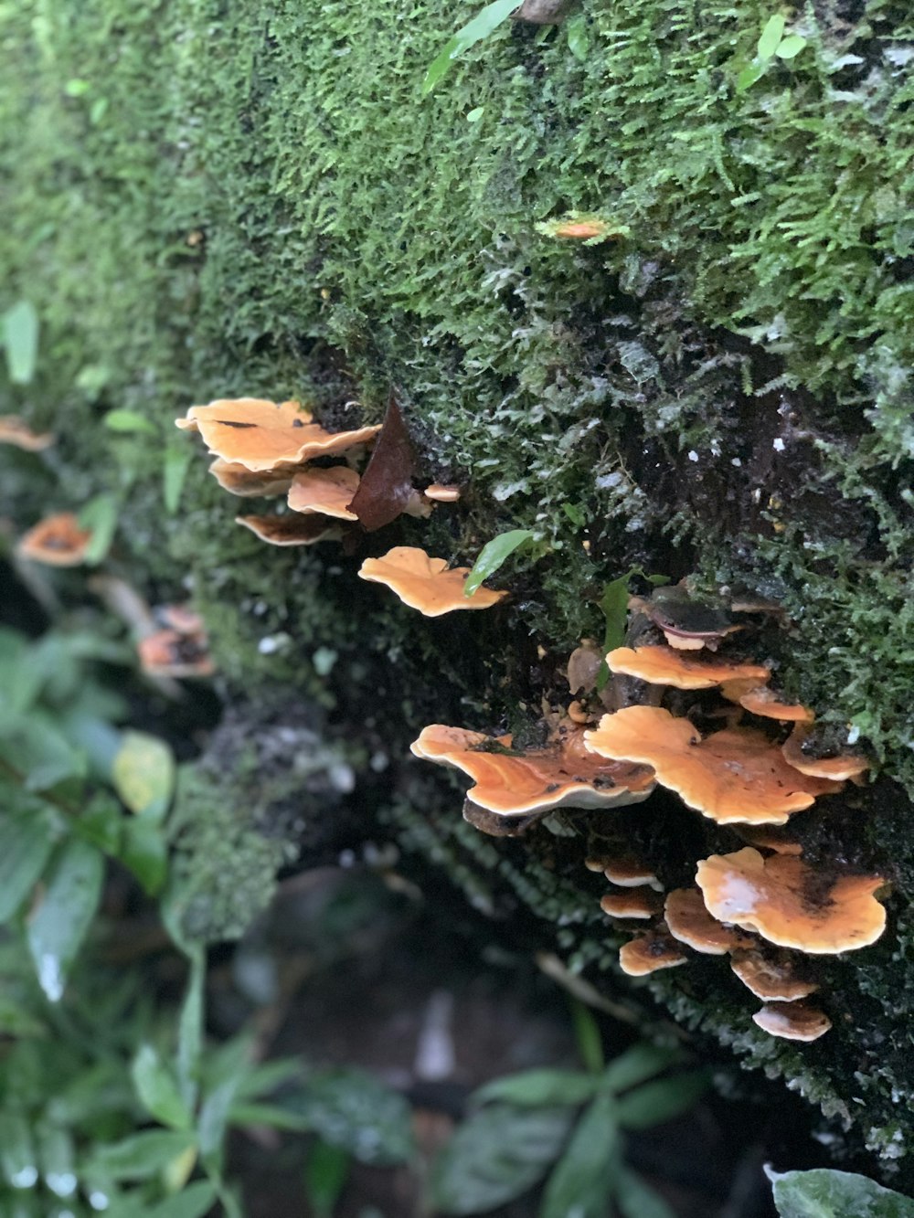 a group of mushrooms growing on the side of a tree