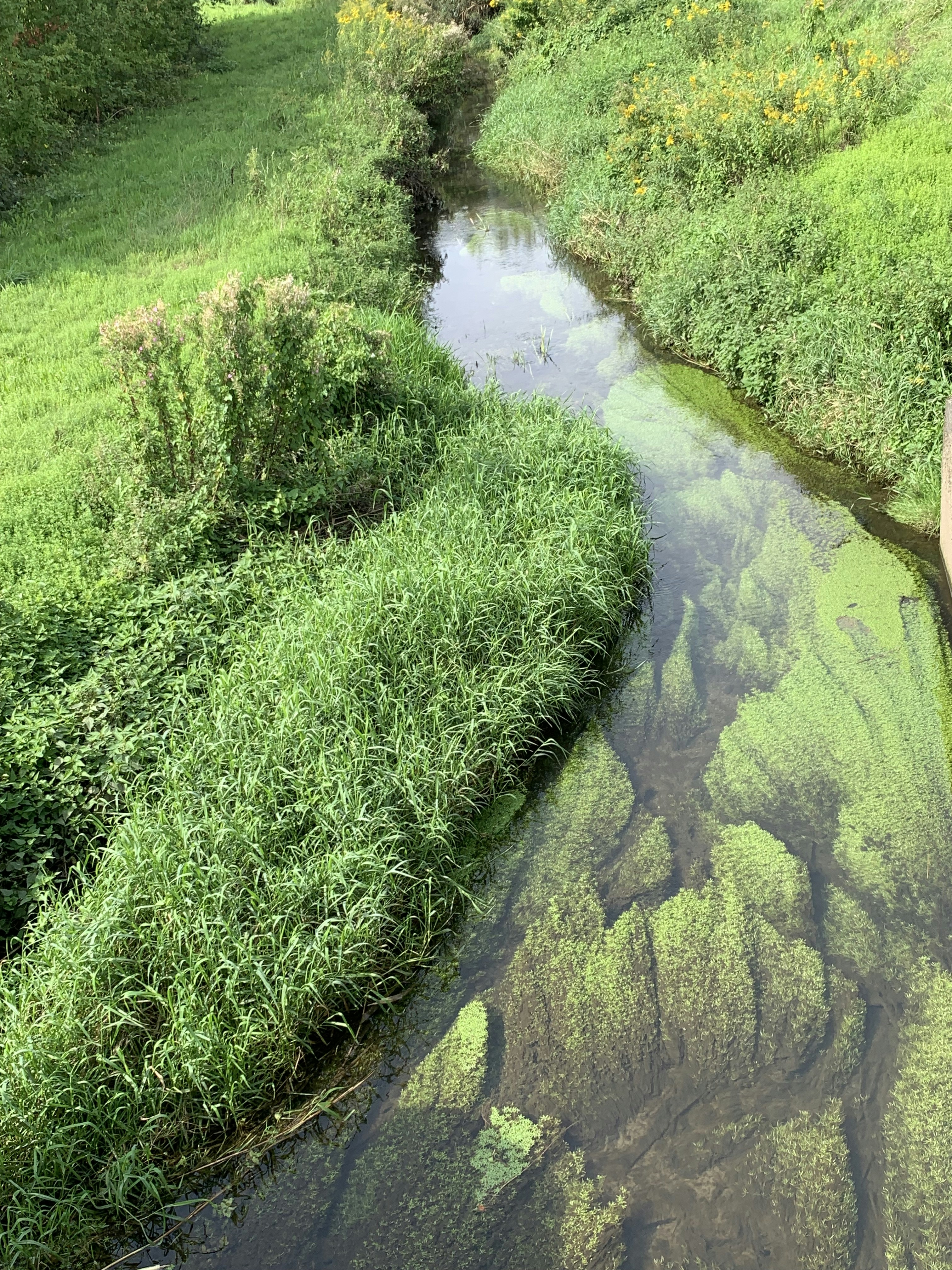 a stream running through a lush green field