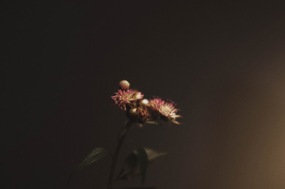 a flower in a vase on a table