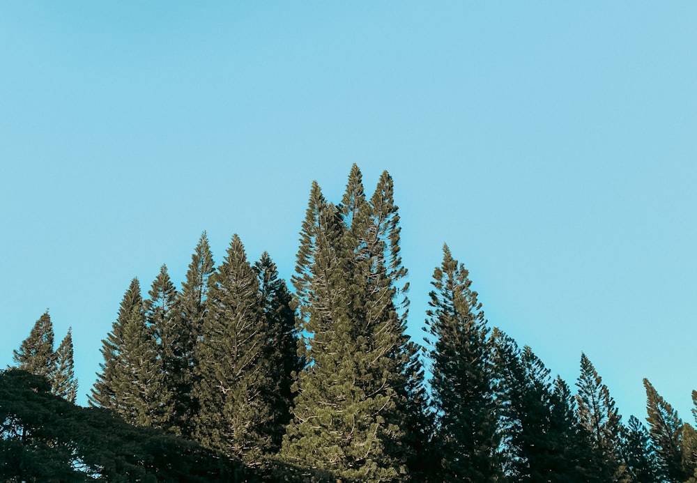 a group of trees with a blue sky in the background