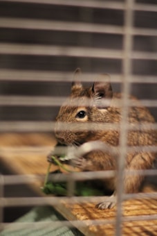 A small rodent, possibly a degu or a gerbil, is sitting on a wooden platform inside a cage, nibbling on green leafy vegetables. The rodent has brown fur and is focused on eating. Metal bars from the cage are visible in the foreground.
