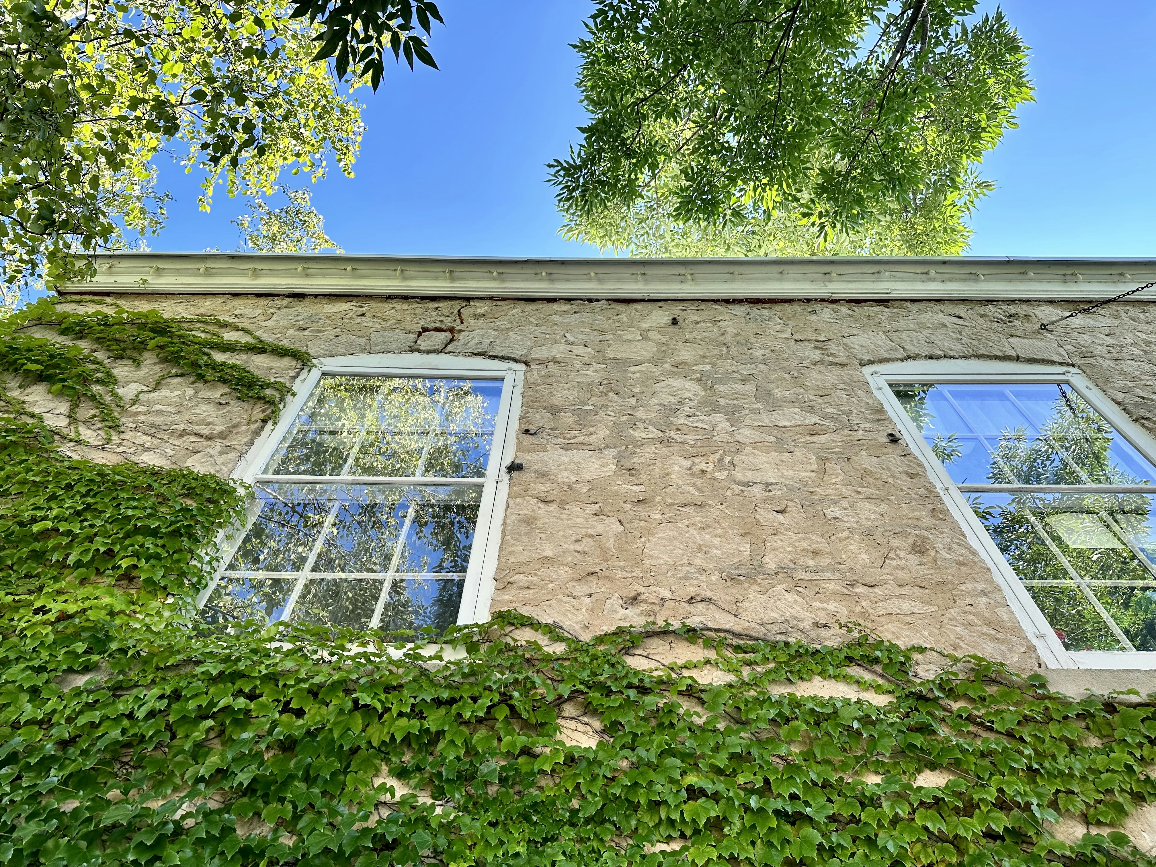 A building with three windows and ivy growing up the side of it photo ...