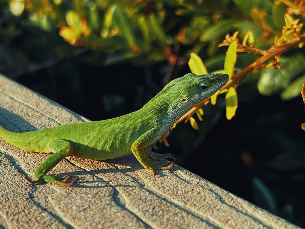 Un lagarto verde está sentado en una repisa