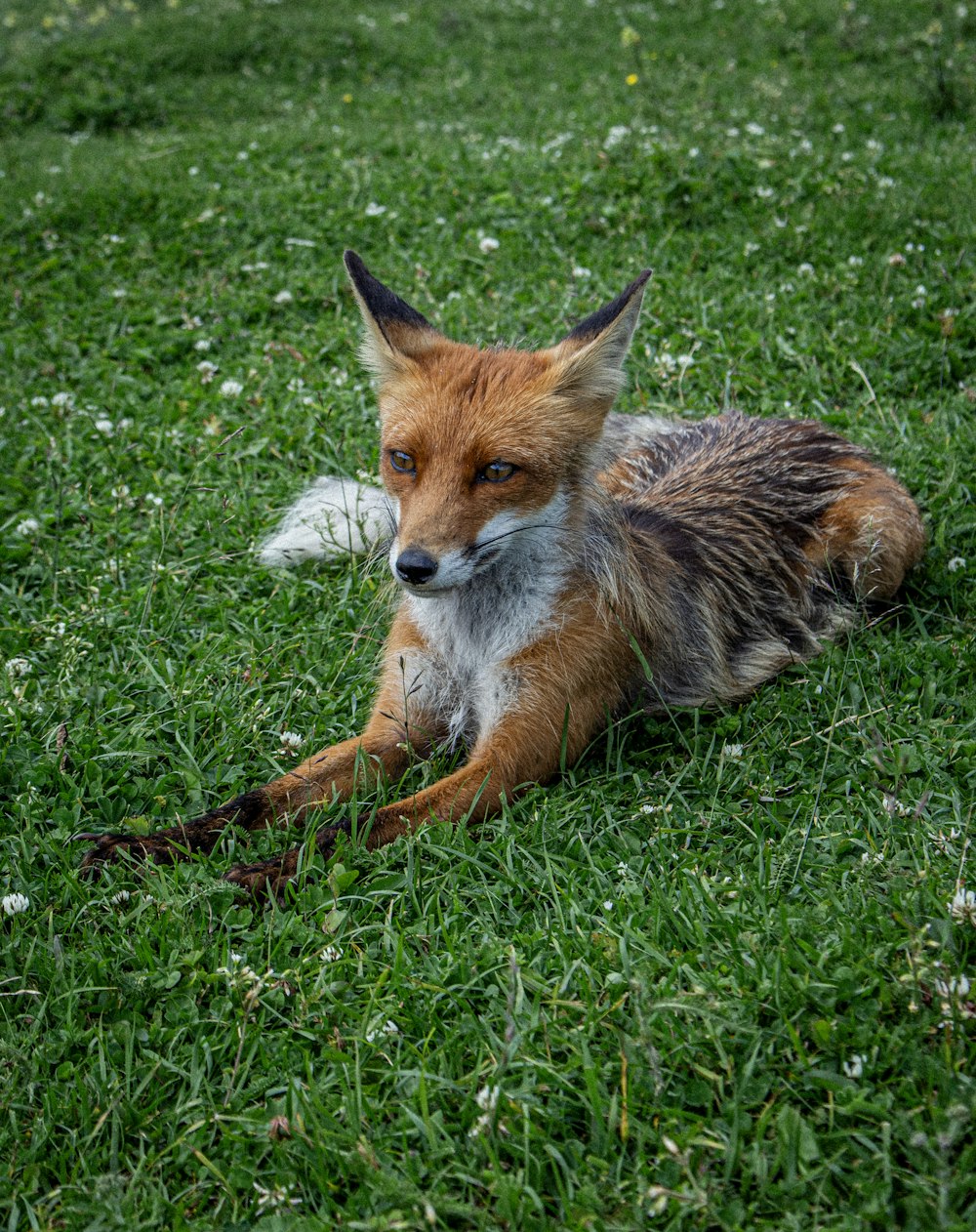 a red fox laying on top of a lush green field