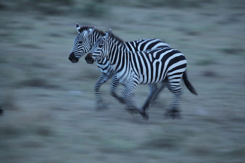 a couple of zebras running across a field