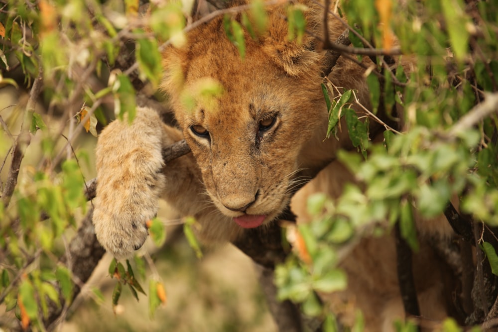 a young lion cub peeking out from behind a tree