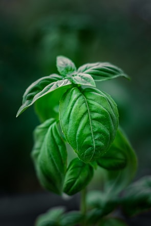 Side view of a basil plant with leaves rippling as the wind passes through