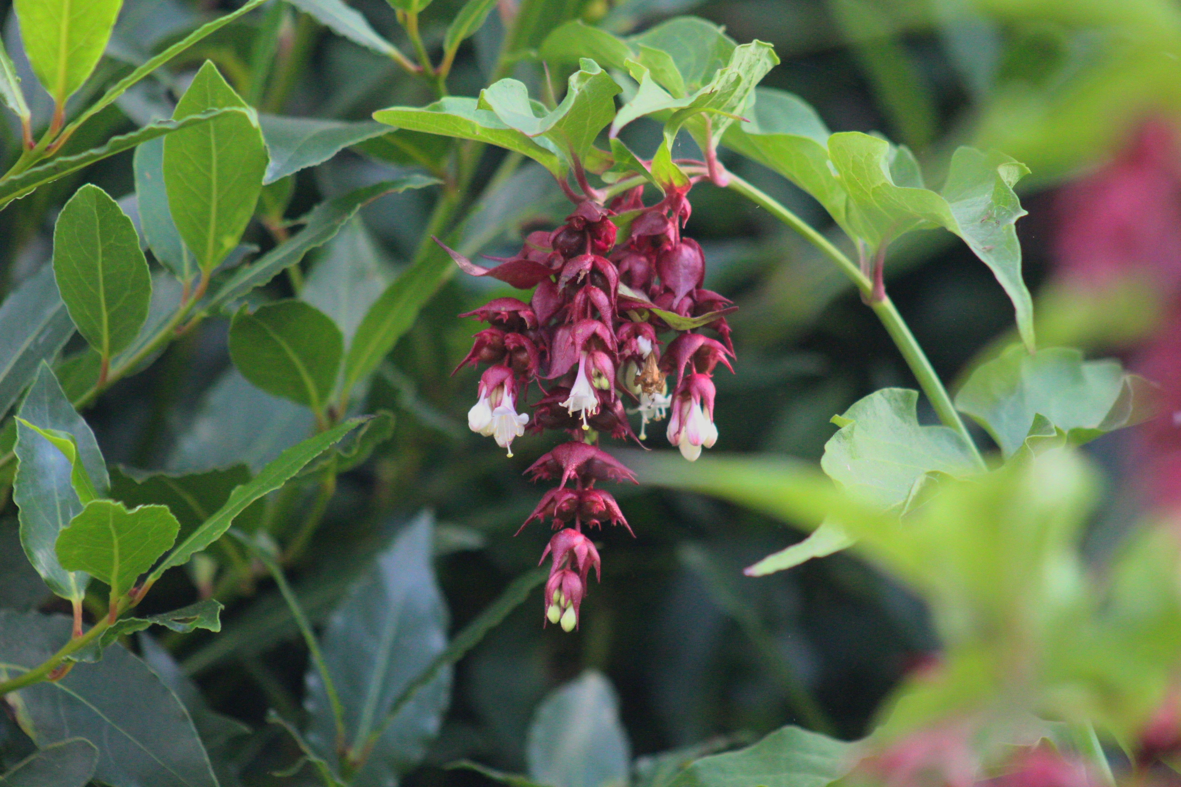 Nahaufnahme eines Blumenstraußes an einem Baum