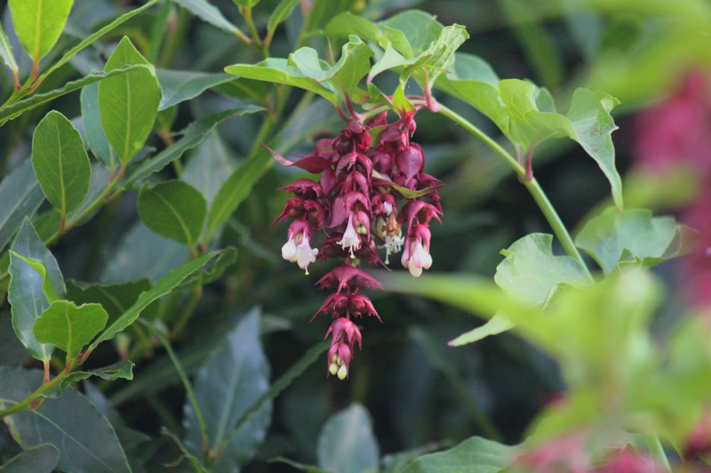 a close up of a bunch of flowers on a tree